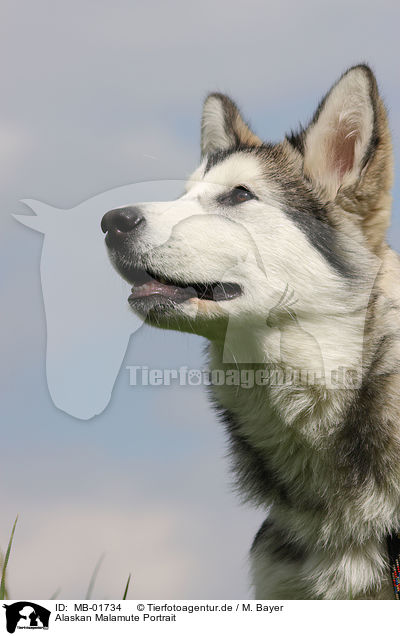Alaskan Malamute Portrait / Alaskan Malamute Portrait / MB-01734