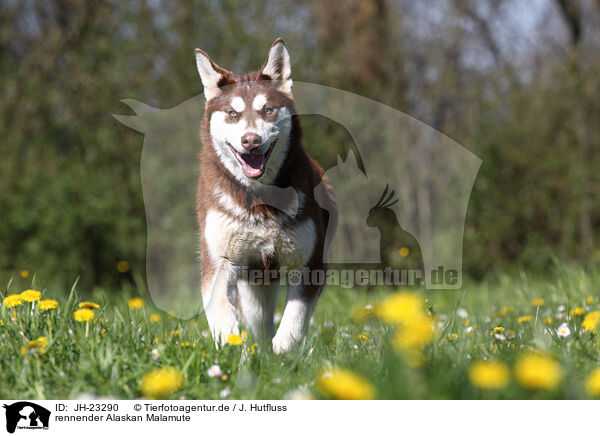 rennender Alaskan Malamute / JH-23290