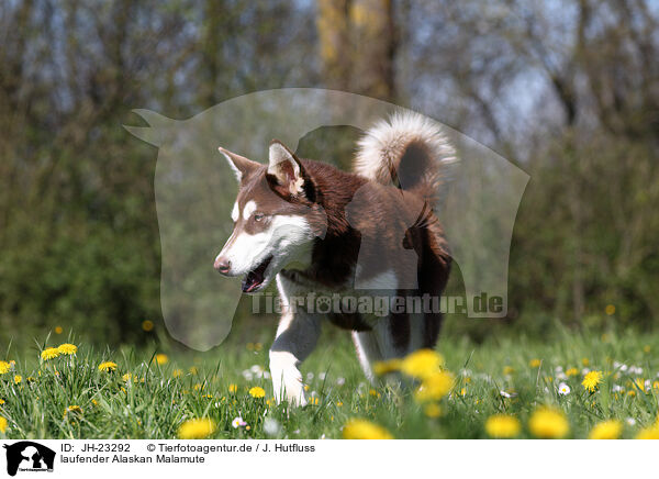 laufender Alaskan Malamute / JH-23292