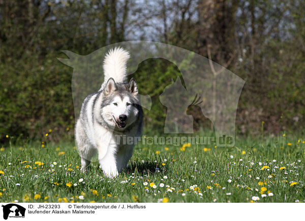 laufender Alaskan Malamute / walking Alaskan Malamute / JH-23293