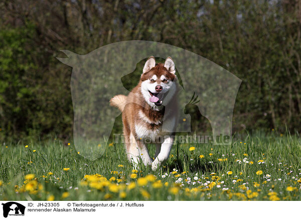 rennender Alaskan Malamute / running Alaskan Malamute / JH-23305
