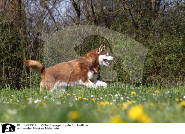rennender Alaskan Malamute / running Alaskan Malamute / JH-23312