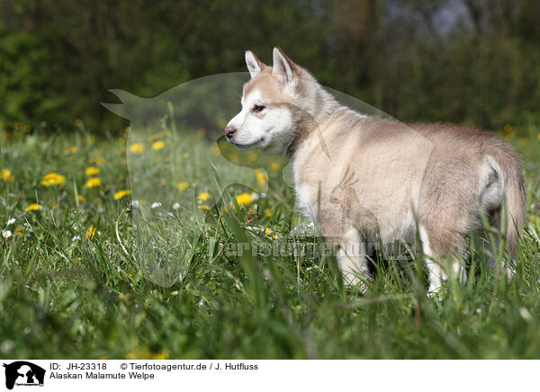 Alaskan Malamute Welpe / Alaskan Malamute Puppy / JH-23318