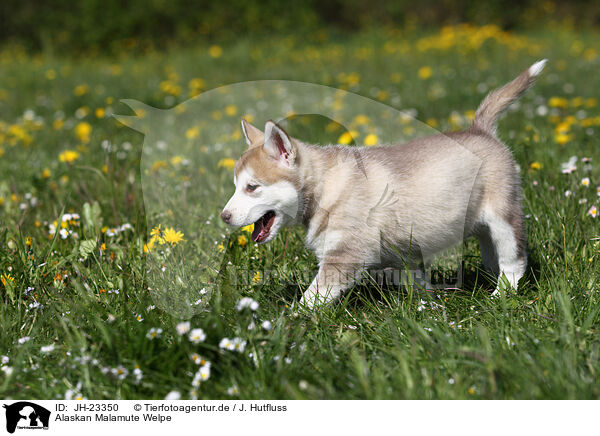 Alaskan Malamute Welpe / Alaskan Malamute Puppy / JH-23350