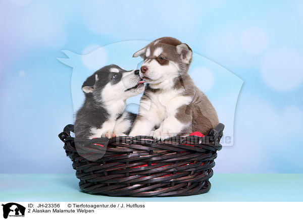 2 Alaskan Malamute Welpen / 2 Alaskan Malamute Puppies / JH-23356