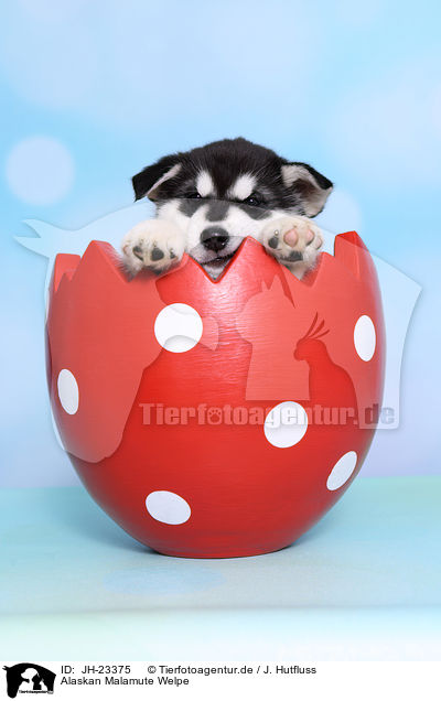 Alaskan Malamute Welpe / JH-23375