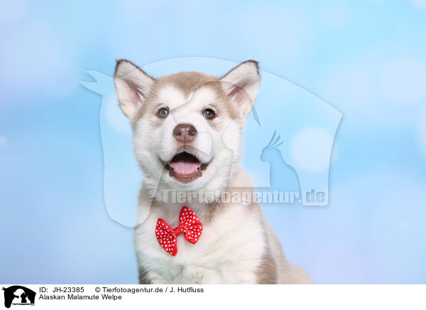 Alaskan Malamute Welpe / Alaskan Malamute Puppy / JH-23385