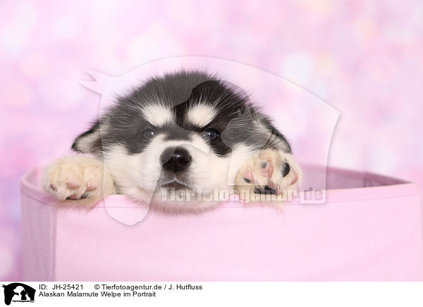 Alaskan Malamute Welpe im Portrait / JH-25421