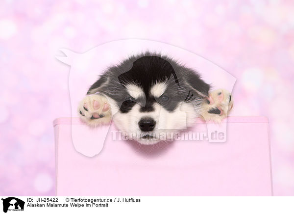 Alaskan Malamute Welpe im Portrait / JH-25422