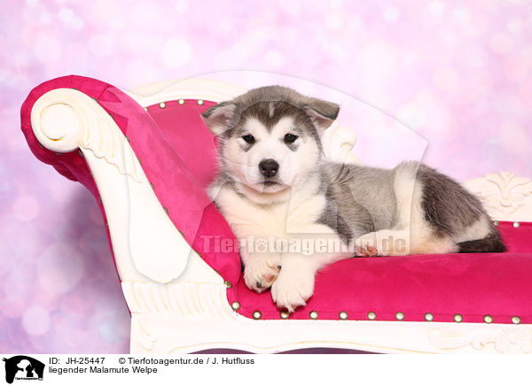 liegender Malamute Welpe / lying Malamute Puppy / JH-25447