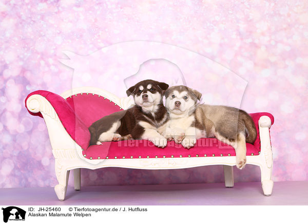 Alaskan Malamute Welpen / Alaskan Malamute Puppies / JH-25460