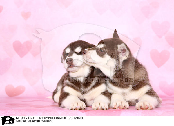 Alaskan Malamute Welpen / Alaskan Malamute Puppies / JH-25475