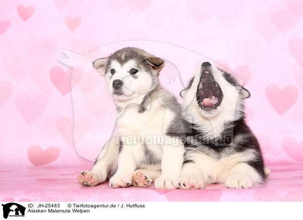 Alaskan Malamute Welpen / JH-25483