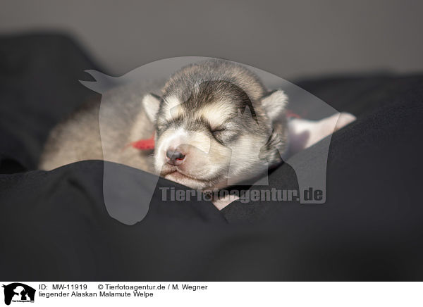 liegender Alaskan Malamute Welpe / MW-11919