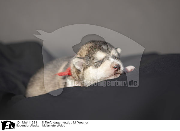 liegender Alaskan Malamute Welpe / lying alaskan malamute puppy / MW-11921
