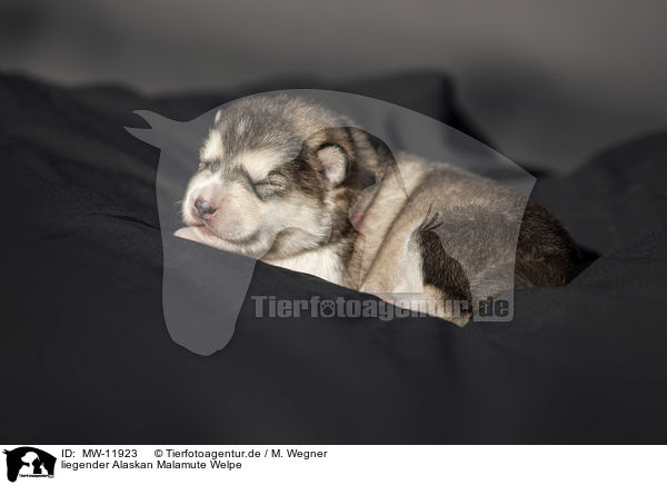 liegender Alaskan Malamute Welpe / MW-11923