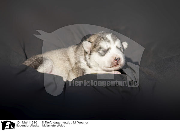 liegender Alaskan Malamute Welpe / MW-11930