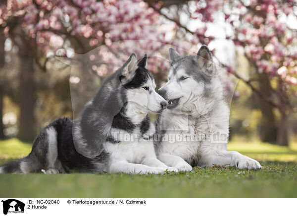 2 Hunde / 2 dogs / NC-02040