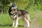 Alaskan Malamute