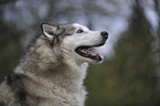 Alaskan Malamute Portrait