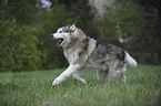 rennender Alaskan Malamute