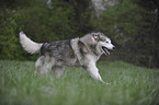 rennender Alaskan Malamute