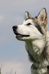 Alaskan Malamute Portrait