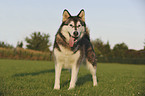 Alaskan Malamute