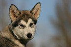 Alaskan Malamute Welpe