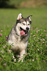 rennender Alaskan Malamute