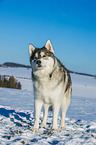 Alaskan Malamute im Wintrer