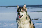 Alaskan Malamute im Wintrer