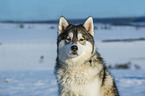 Alaskan Malamute im Wintrer