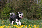 rennender Alaskan Malamute