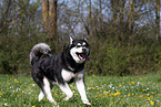 rennender Alaskan Malamute