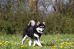 laufender Alaskan Malamute