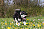 laufender Alaskan Malamute