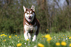 rennender Alaskan Malamute