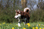 laufender Alaskan Malamute