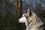 Alaskan Malamute Portrait