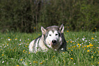 liegender Alaskan Malamute