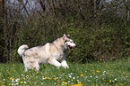 rennender Alaskan Malamute