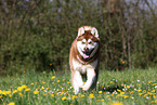 rennender Alaskan Malamute