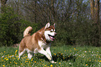 rennender Alaskan Malamute