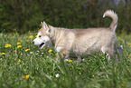 Alaskan Malamute Welpe