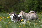 2 Alaskan Malamute Welpen