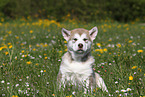 Alaskan Malamute Welpe