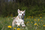 Alaskan Malamute Welpe