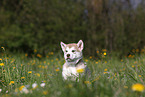 Alaskan Malamute Welpe