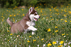 Alaskan Malamute Welpe